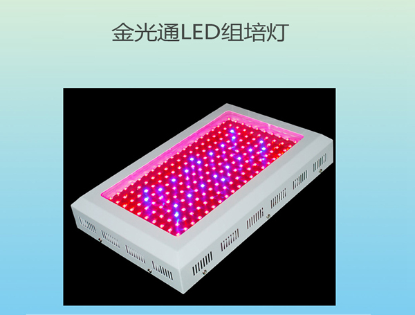 金光通LED組培燈