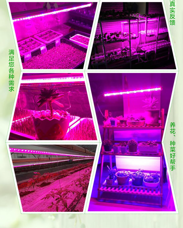 金光通LED植物生長(zhǎng)燈4